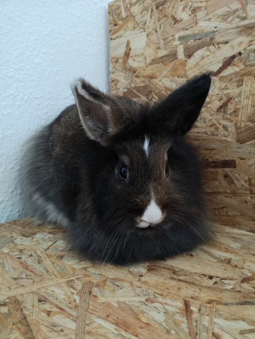 2 süsse Löwenkopf Kaninchen mit Zubehör