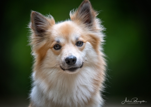 Fotoshooting mit ihrem Vierbeiner