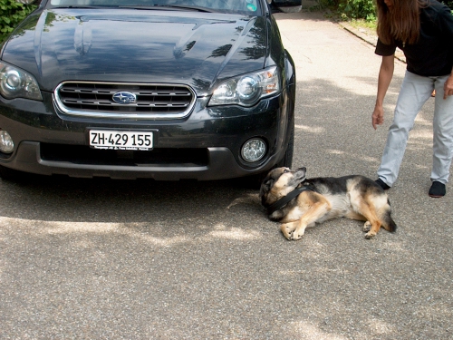 Erste Hilfekurs für Hunde / Bekannt aus Tele M1