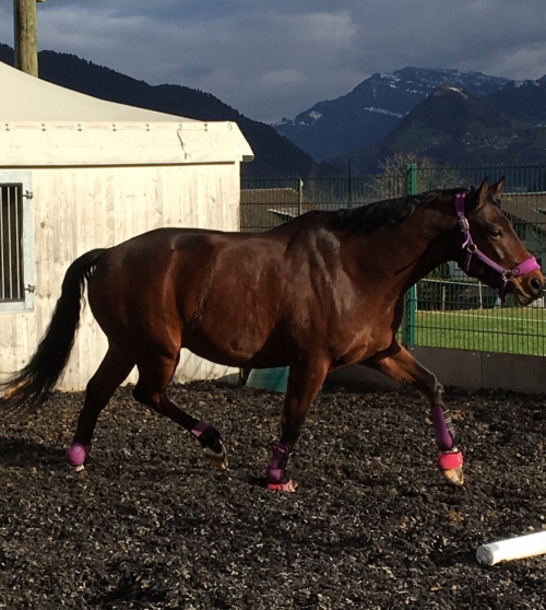 Wallach, CH-Warmblut, 17.6.2011 Braun,  165 cm (AQUILINO x DREAM 