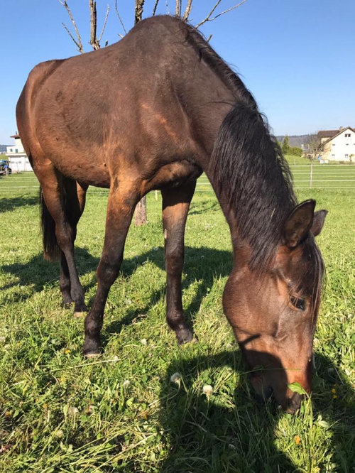 Luna Chanel (Lord Sinclair III x Escudo I)