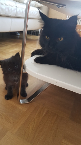 Bb mainecoon weibchen