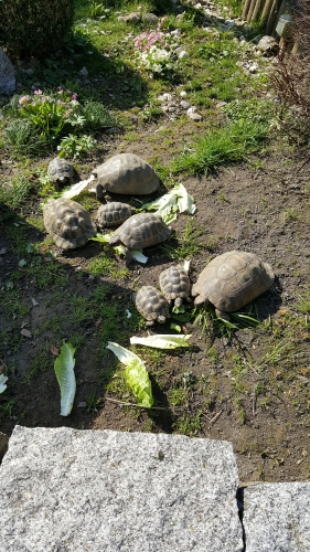 Diverse Landschildkröten