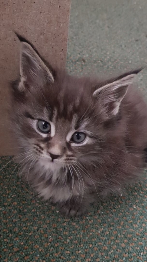 Maine Coons Kitten 