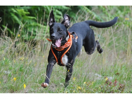 Come & Wait – Hundeschule (Abruf- und Bleib-Training)