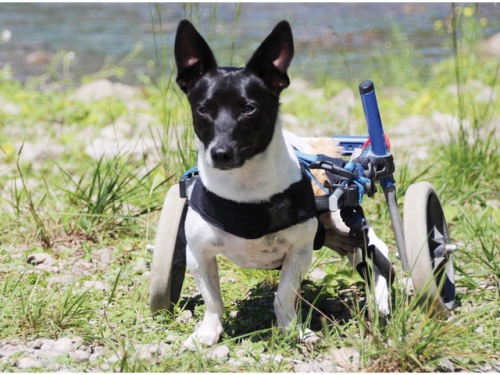Handicap Dogs (Hundeschule für Hunde mit Handicap)