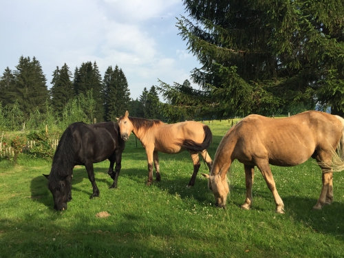 Toller Platz frei im Pferdeparadies, Jura