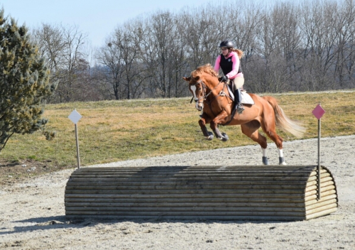 Sportpferd zum los legen...