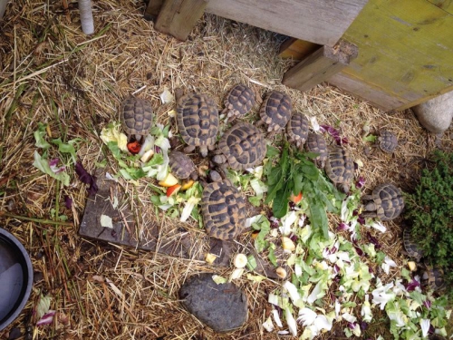 Diverse Landschildkröten