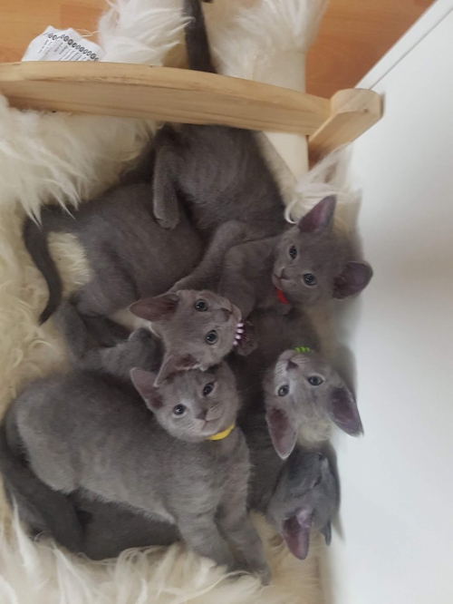 Russisch blau Kitten