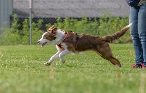 div. Hundekurse im Ausbildungszentrum Schöftland (mit Halle)