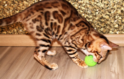 Bengal Kitten für Show, Zucht oder Liebhaber