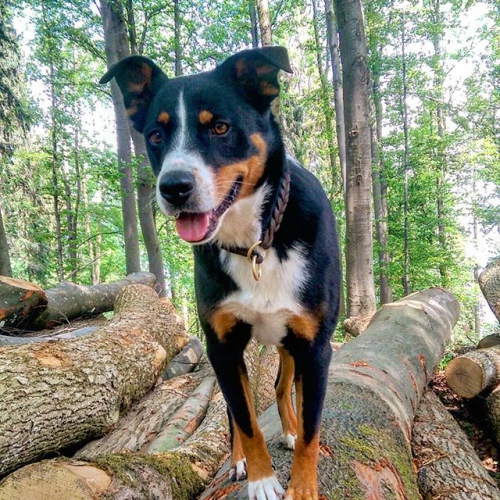 Tagesbetreuung für Hunde (Zürich,Schwamedingen)