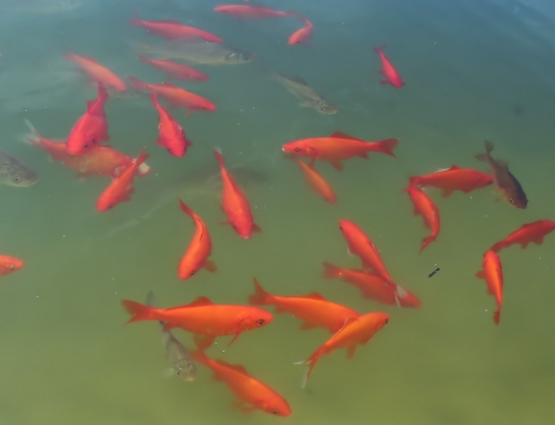 Goldfische für den Gartenteich 