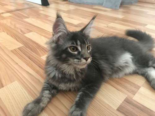 Main Coon Kitten zu verkaufen