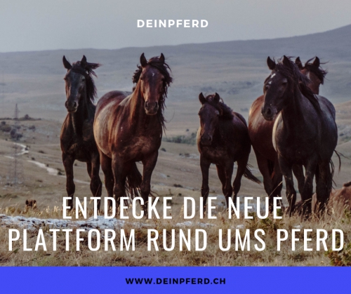 deinpferd - die neue Plattform rund ums Pferd