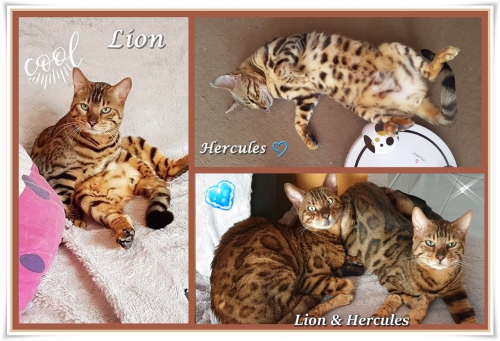 Hercules,Lion 2 bruder Bengalkater Reinrassige mit Stammbaum