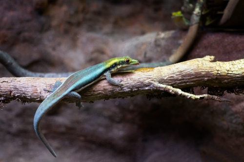 Blauer Bambus-Taggecko, Phelsuma klemmeri, aus eigener Zucht