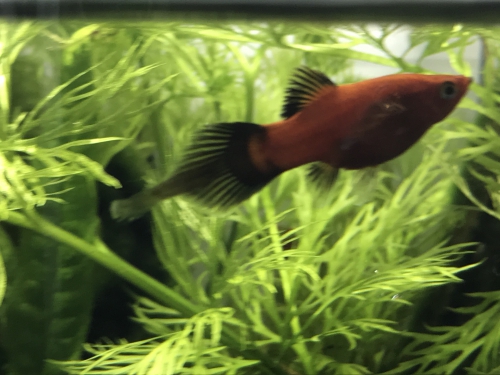 Wunderschöne seltene Pinselschwanz- Platy Babys 