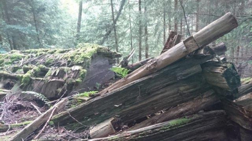 Wald und Naturschutz Verein sucht Tatkräftige Mithilfe 