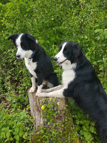 Hundetraining rechter Zürichsee