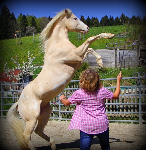 Reitlager auf dem Elfenhof vom 14 bis 18 Oktober