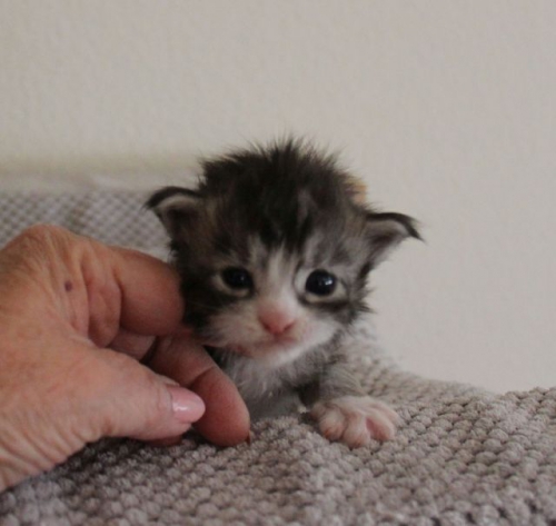 Main Coon Kitten