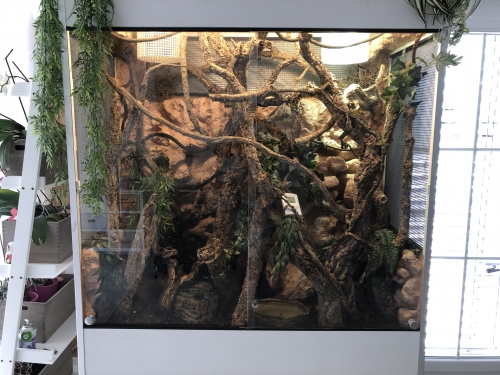 Wunderschönes Terrarium