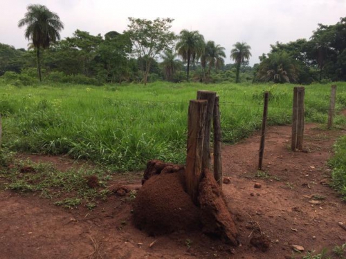 Brasilien 4'000 Ha grosses Tiefpreis - Grundstück in Para