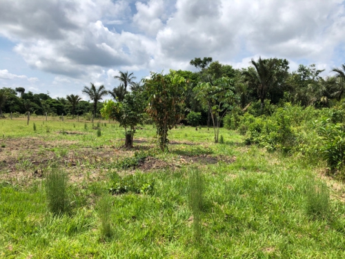 Brasilien 68 Ha grosses Tiefpreis-Grundstück Region Manaus AM