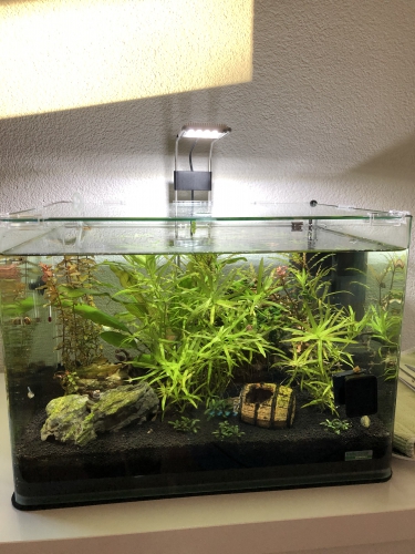 35l Dennerle Nanoaquarium zu verkaufen