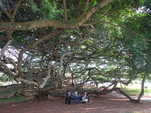 Sri Lanka- hochwertige Gewürze