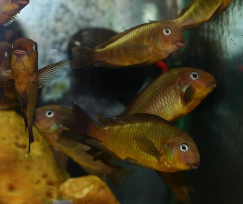 Tropheus Namansi fiery fry