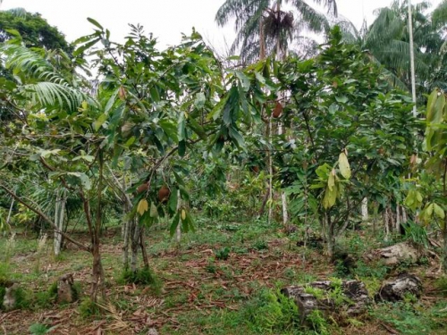  Brasilien 400 Ha Tiefpreis- Grundstück südwestlich von Manaus 