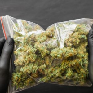 Qualität Cannabiskraut und Samen