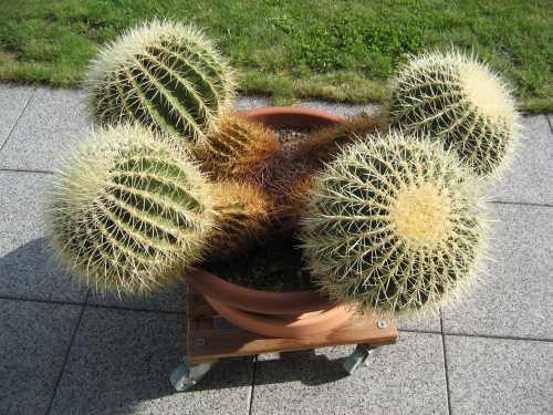 Goldkugelkaktus Schwiegermutter-sitz