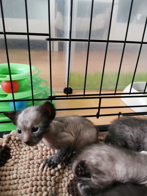 Lykoi kitten 