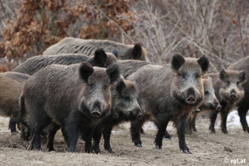 Wildfleisch, Reh oder Wildschwein