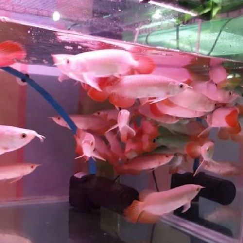 Qualität Arowana Fisch zu verkaufen