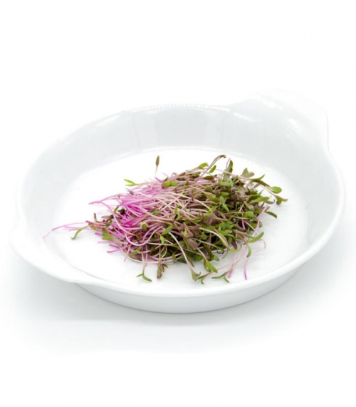 Microsprossen - Microgreens - Lokal Produziert