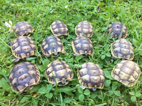 Purlimuntere maurische Schildkrötenbabys!