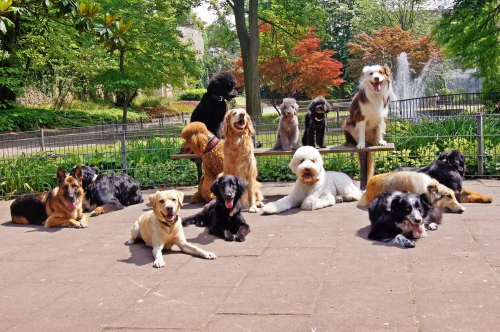 Regionale Hundeschule Buchs - Liechtenstein - Sargans - Chur