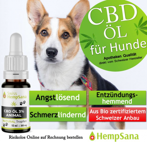 Dank CBD, mehr Lebensqualität für Ihren Hund