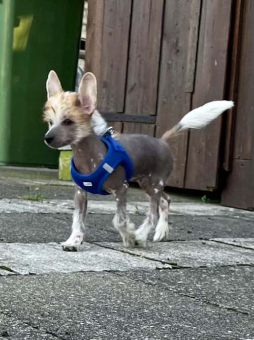 Chinese Crested Dog Welpen