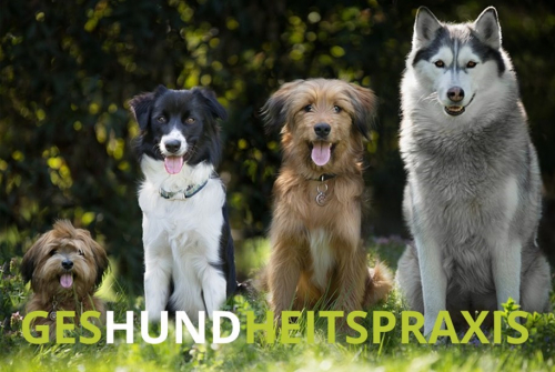 GesHUNDheitspraxis – TierGESUNDHEITspraxis