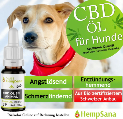 CBD gegen Schmerzen (Hund)