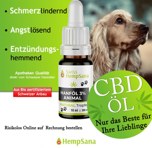 Gesundheit und Wohlbefinden von Hund mit CBD unterstützen