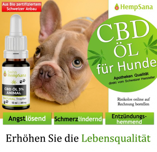 CBD Öl für den Hund