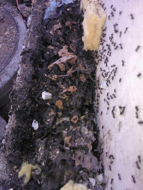 Ameisen im Haus - Ameisenbekämpfung. Schweiz, Liechtenstein.