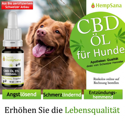 Wirkung von CBD beim Hund